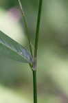 Bristled knotweed
